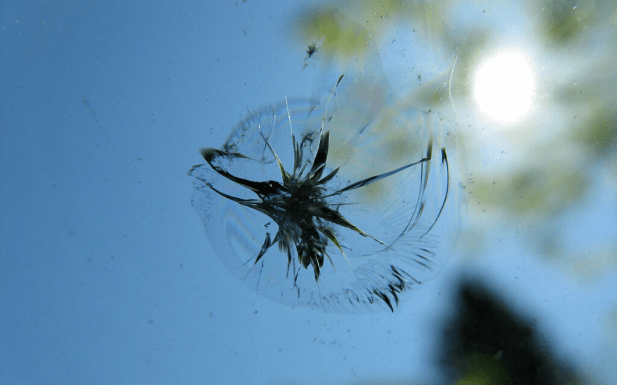 Cracked windshield with dandelion growing through the center, surrounded by shattered glass.